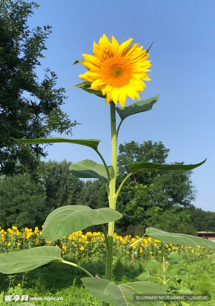 田野中绽放的灿烂向日葵