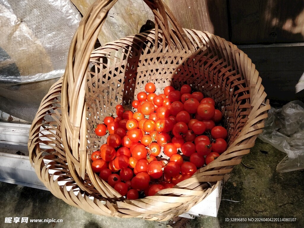 竹篮中的新鲜小番茄