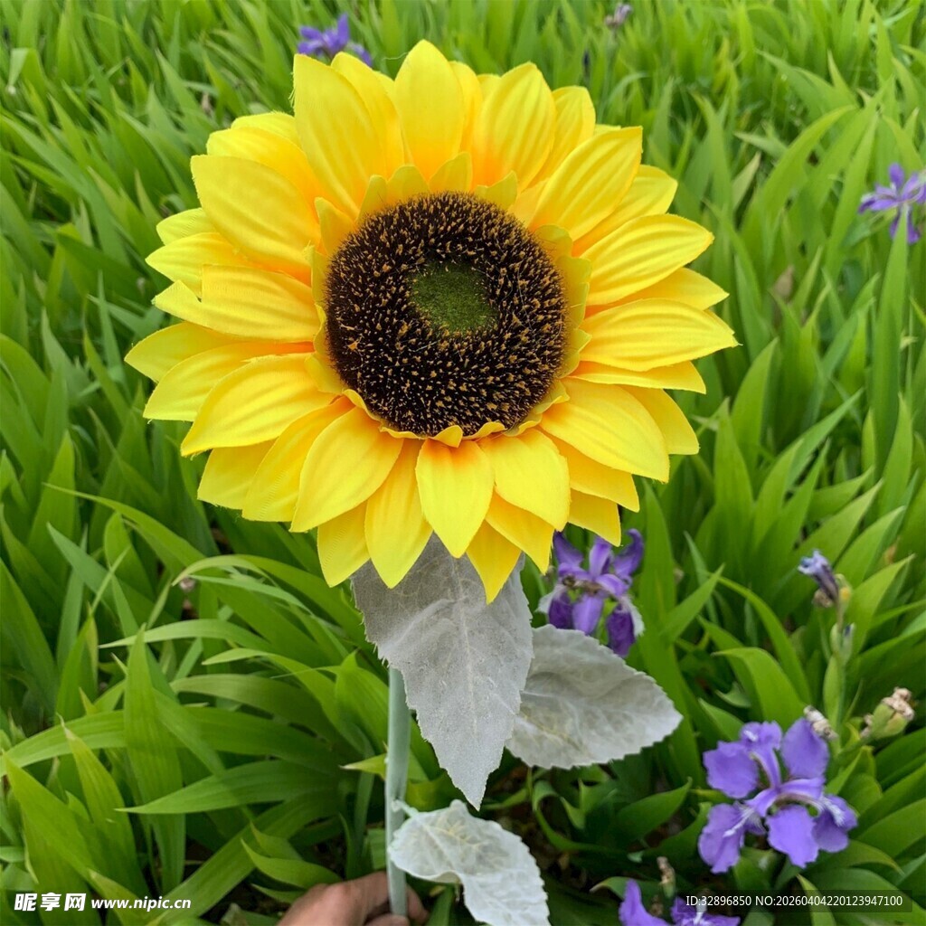 阳光下的向日葵与小花