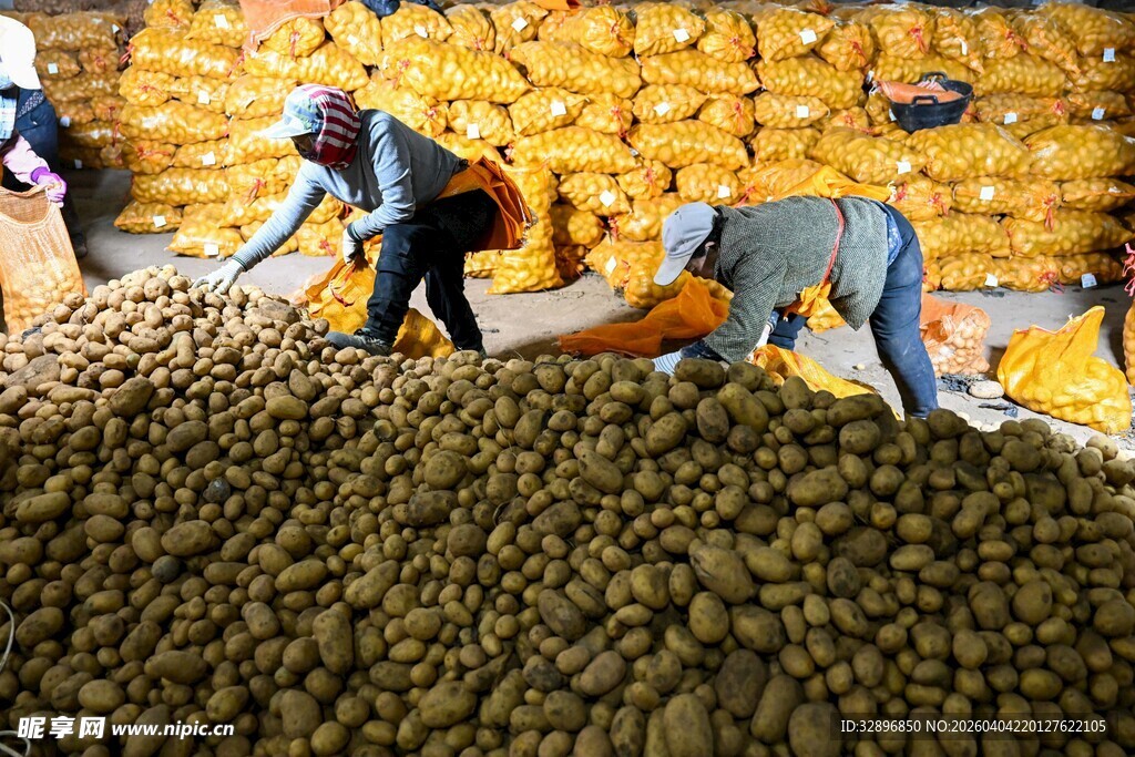 工人在处理大量谷物