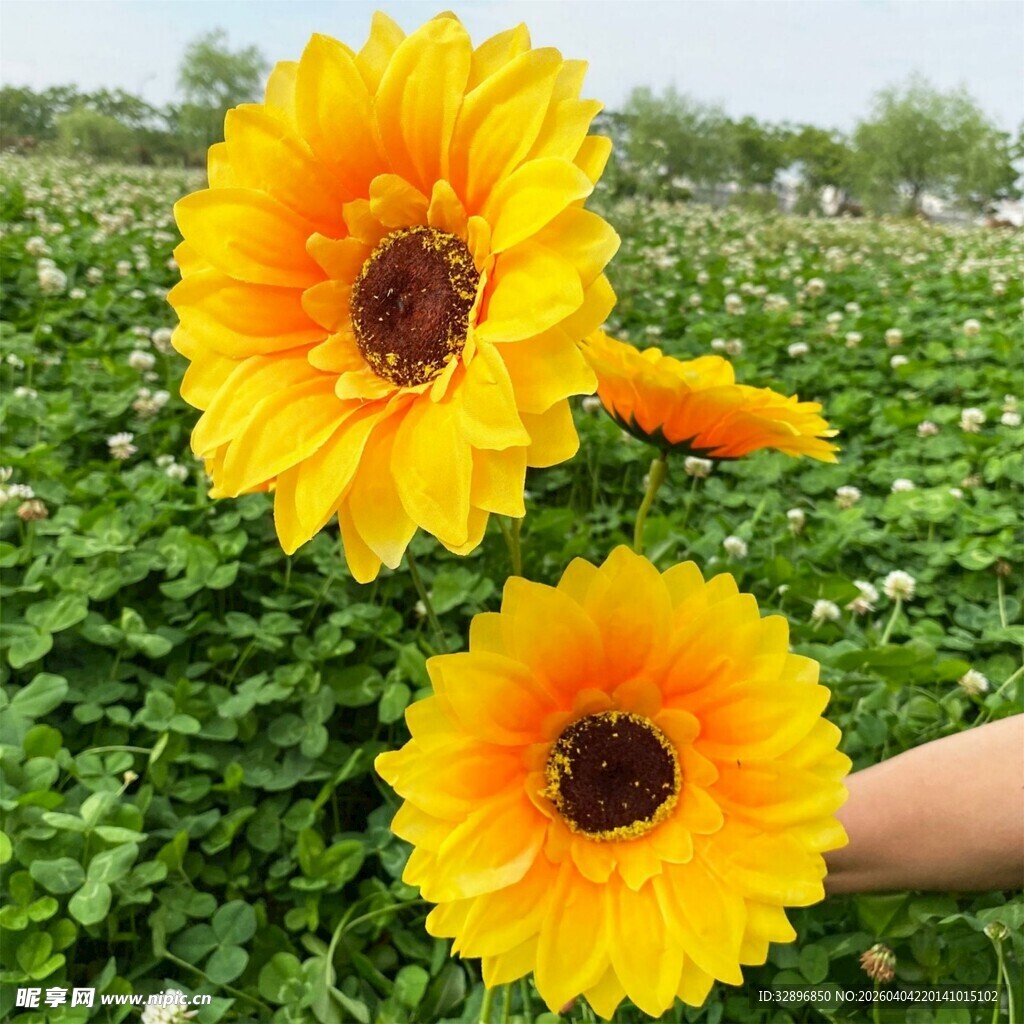 手捧向日葵于绿意花田