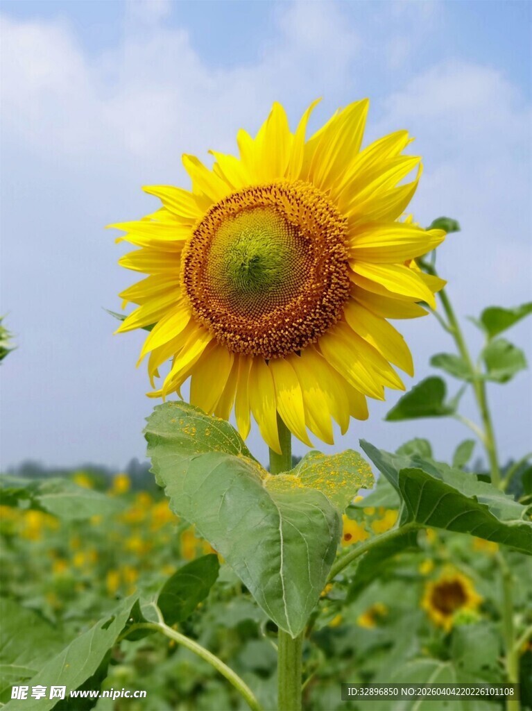 田野中的灿烂向日葵
