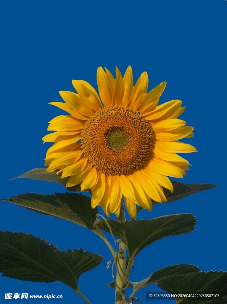 蓝天下的灿烂向日葵
