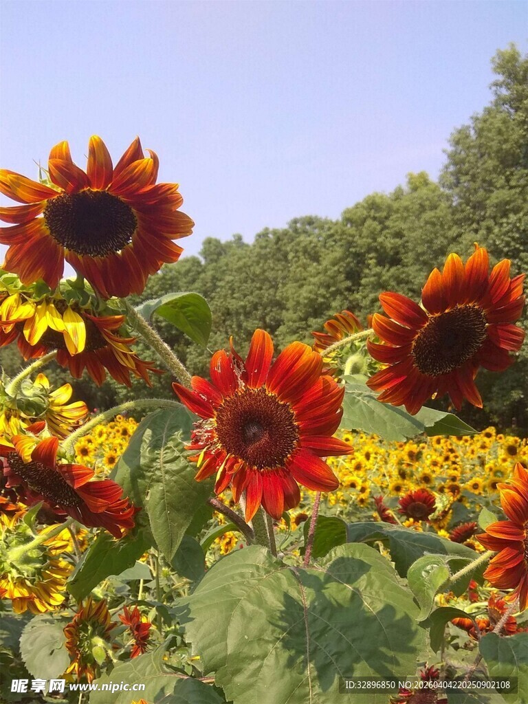 灿烂向日葵花海景观