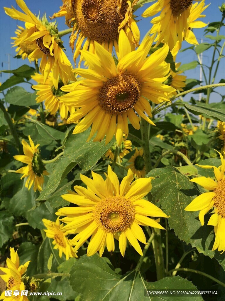 向日葵盛放的灿烂美景