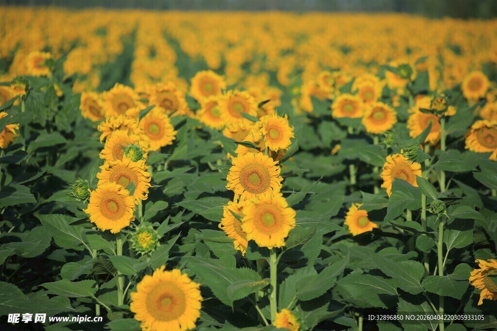 金色向日葵花海