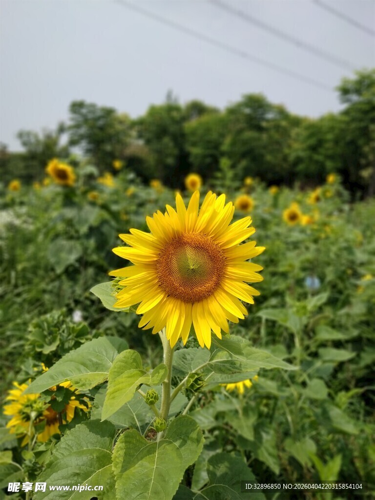 田野中的灿烂向日葵