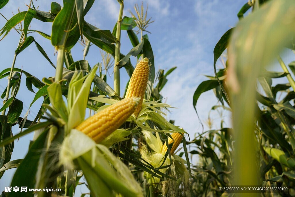 田间鲜嫩玉米与翠绿植株