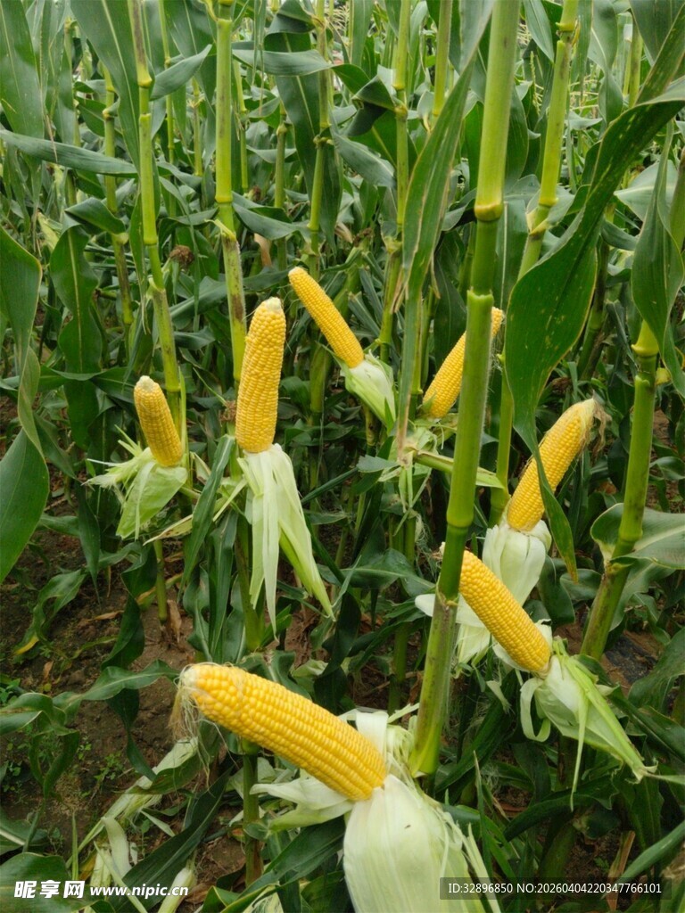 田间成熟的鲜嫩玉米棒