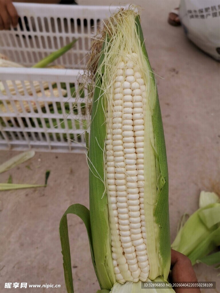新鲜玉米棒展示