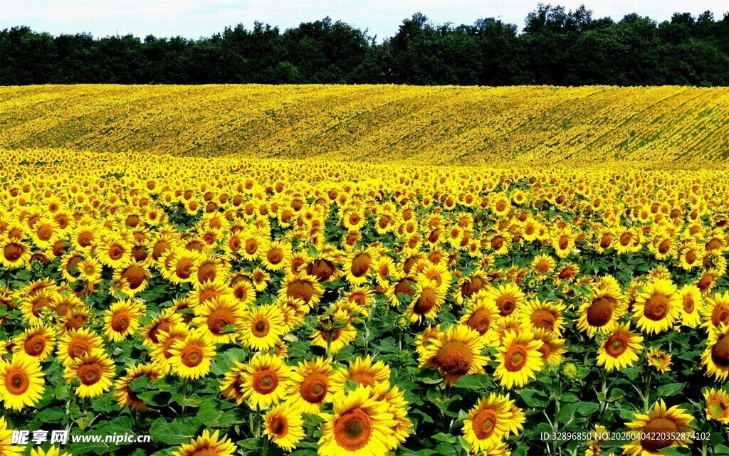 金色向日葵花海美景