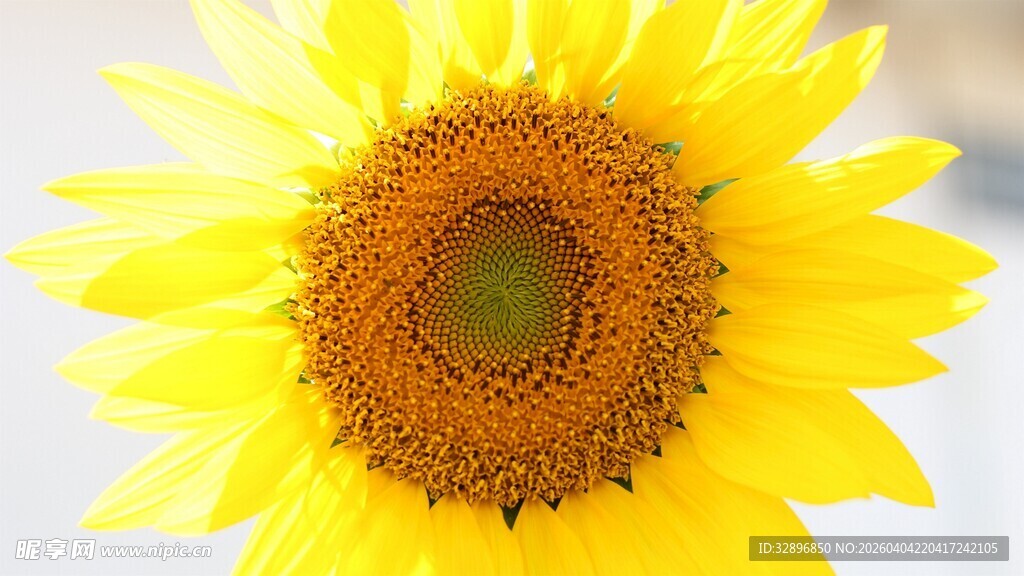 绽放的金黄向日葵