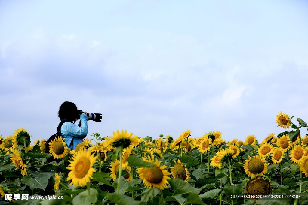 摄影师于向日葵田专注拍摄