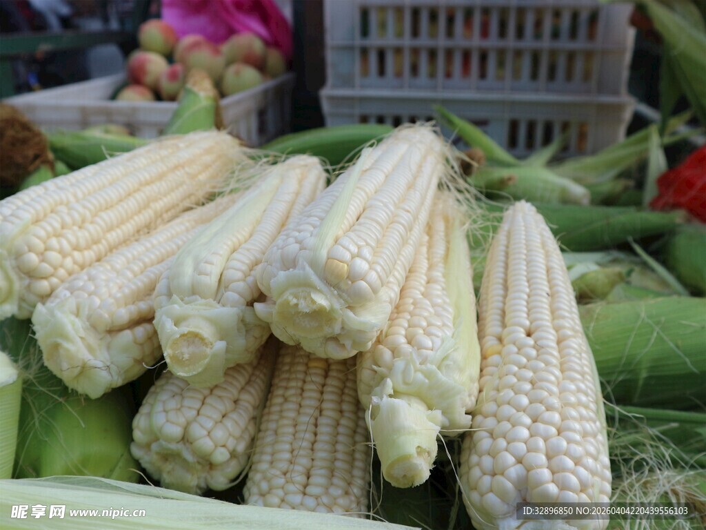 新鲜玉米棒田园美味呈现