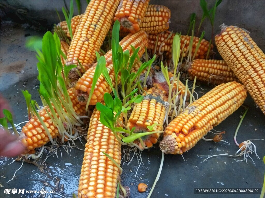 发芽的玉米棒