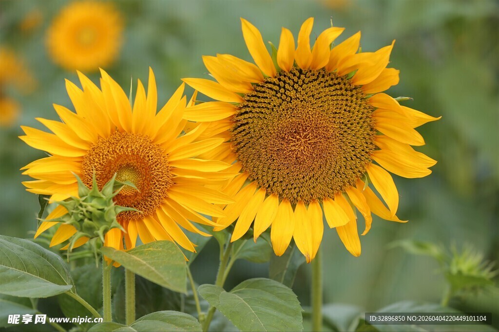 向日葵绽放的灿烂瞬间