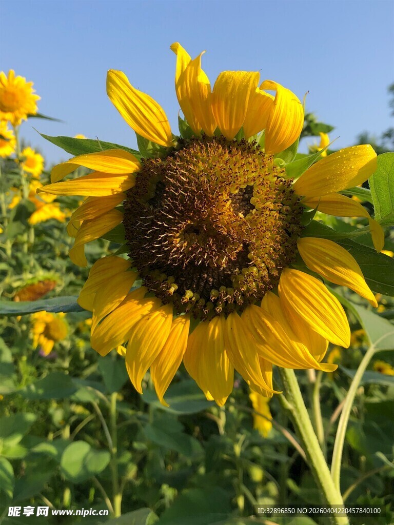 向日葵花海中的灿烂花朵
