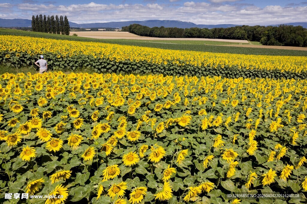金黄向日葵田中的漫步身影