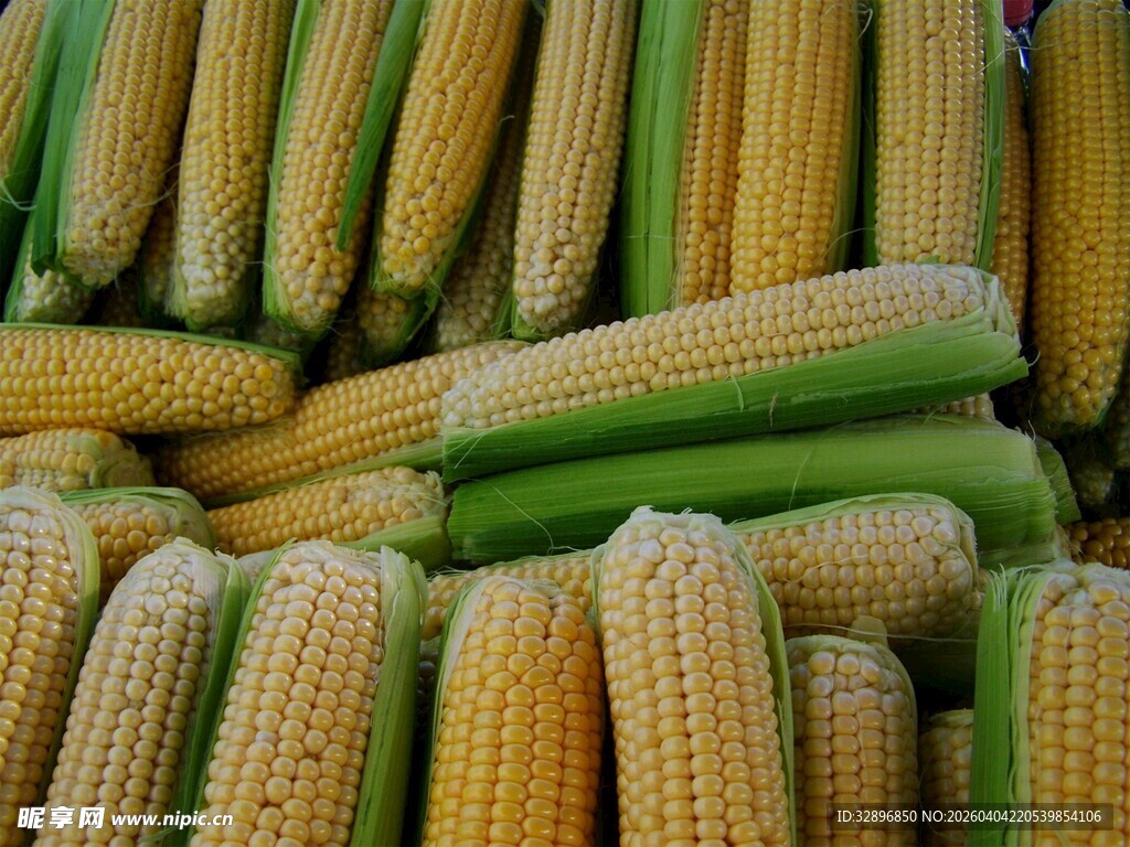 新鲜玉米堆成垛
