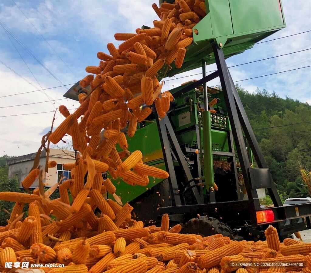 玉米收获机正在高效作业