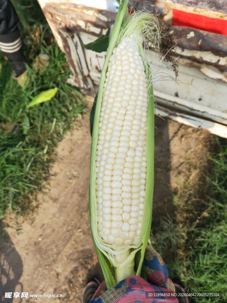 新鲜剥开的甜玉米