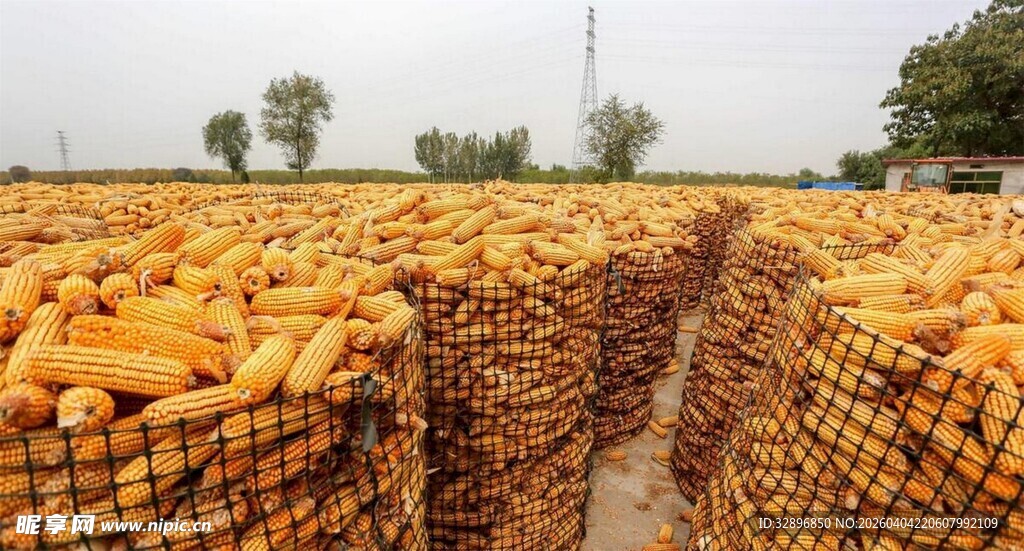 丰收的玉米堆成壮观景象