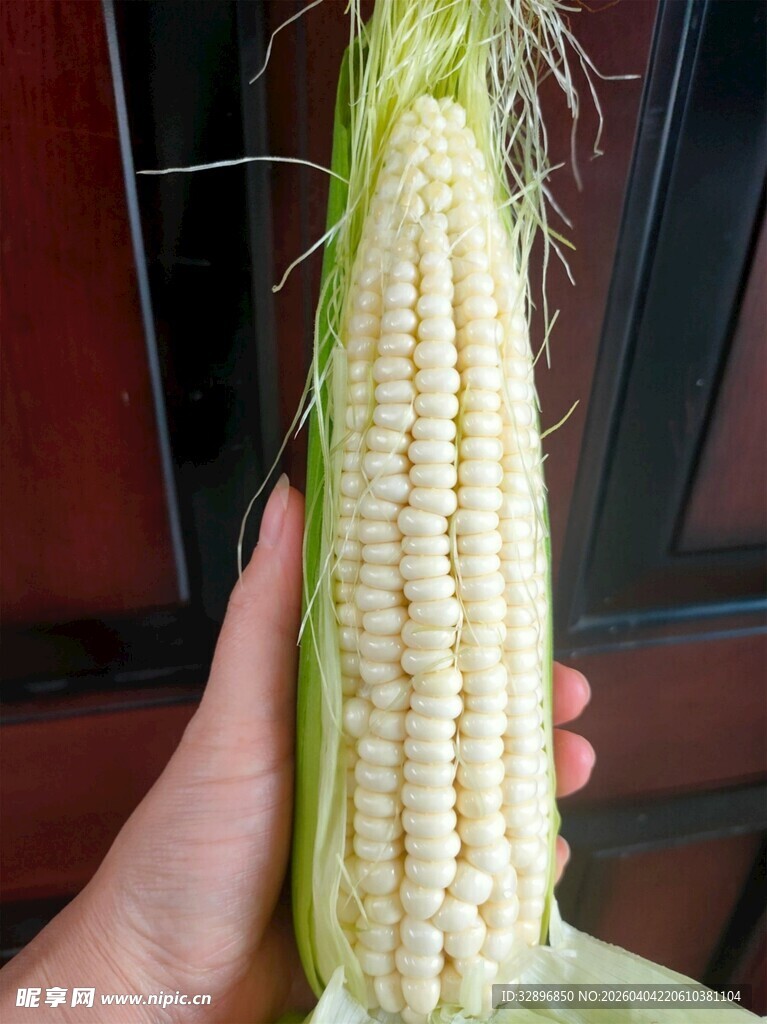 手捧鲜嫩白玉米