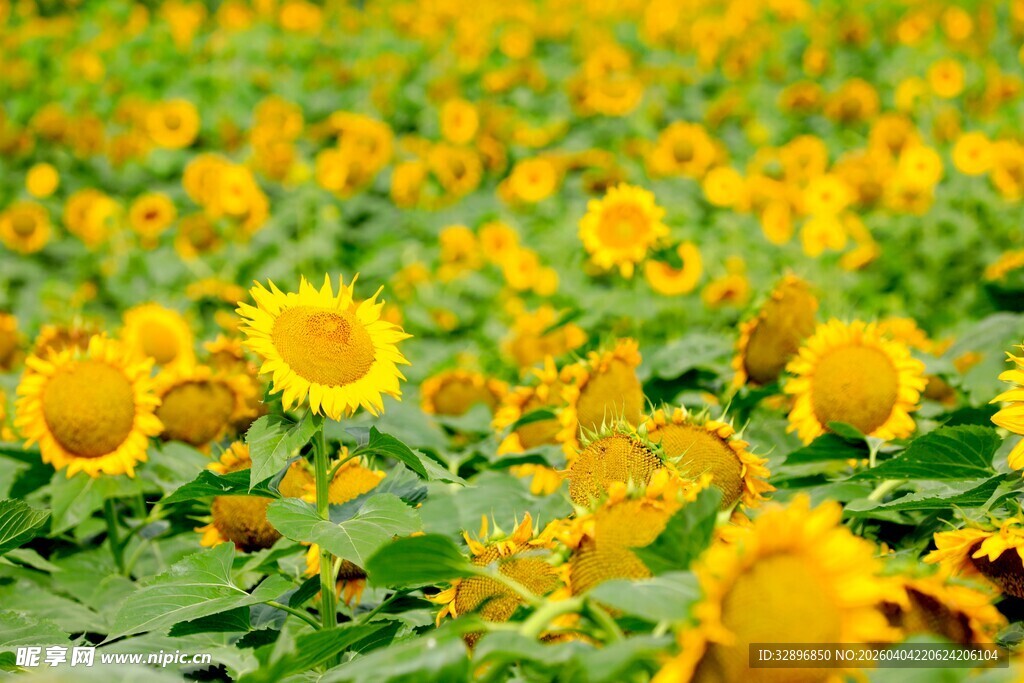 金黄向日葵花海美景