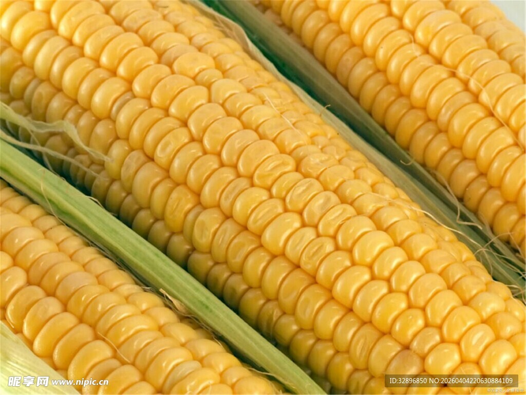 金黄饱满的新鲜玉米棒