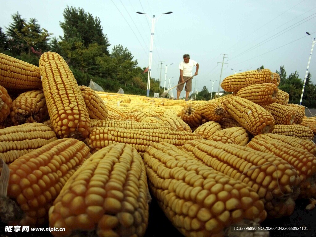丰收的玉米堆场景