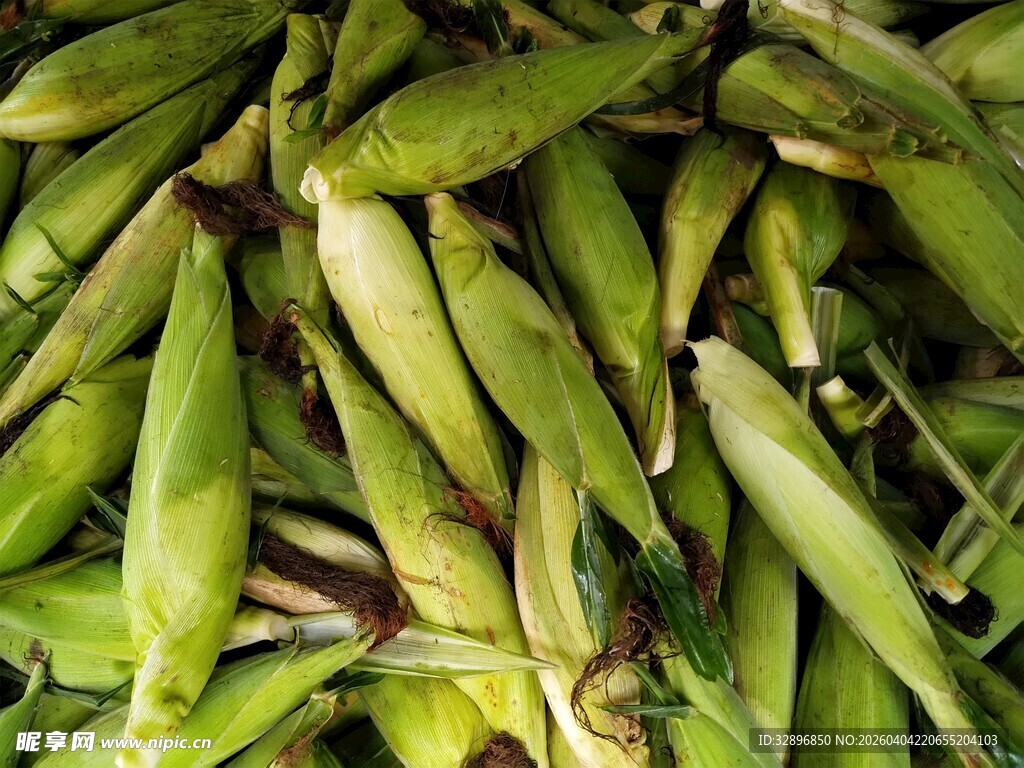 新鲜玉米堆