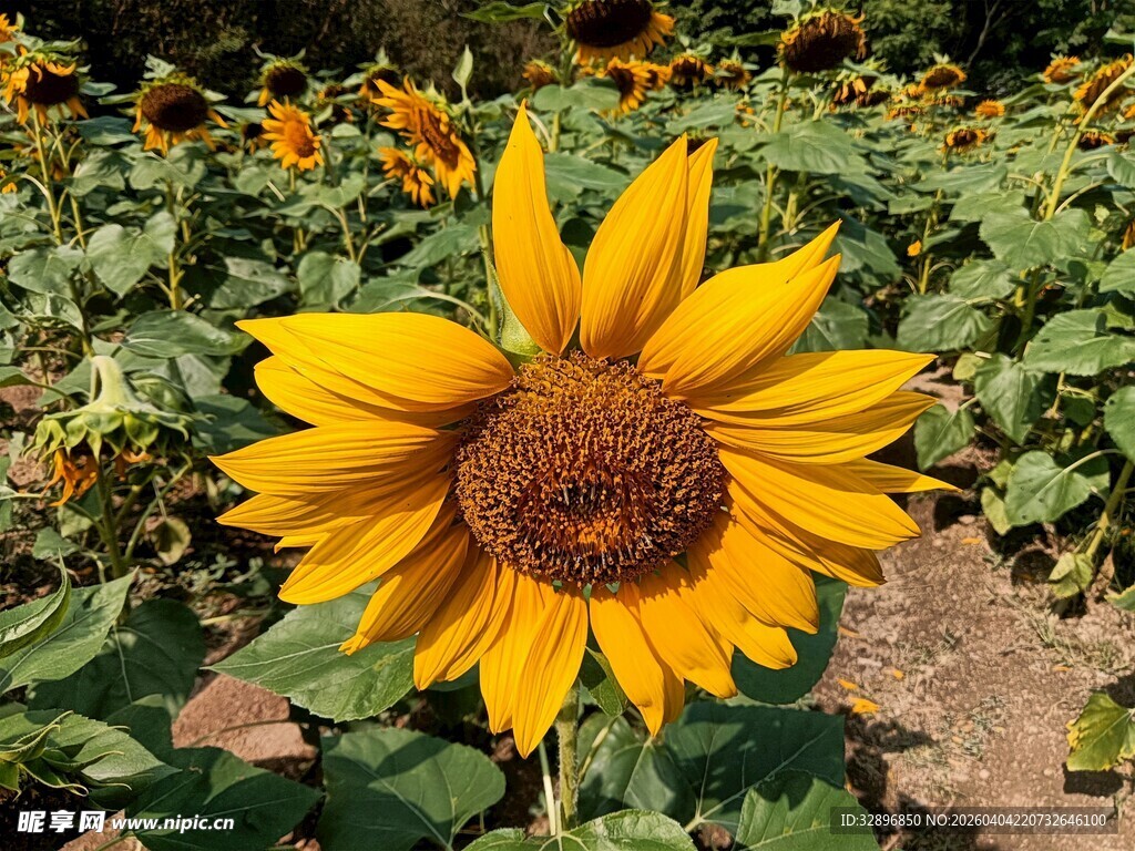 田野中的灿烂向日葵