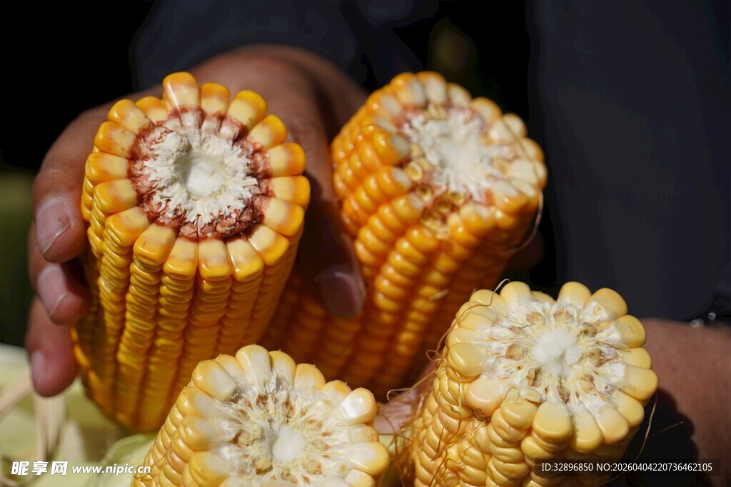新鲜采收的饱满玉米棒