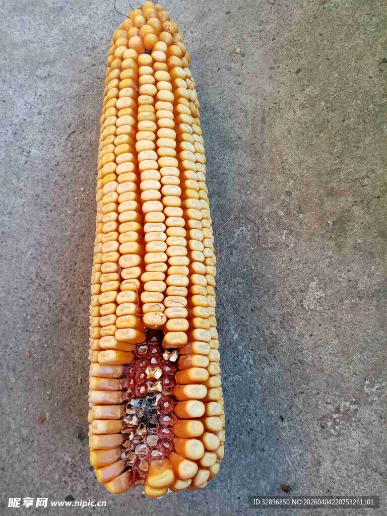 被咬过的金黄玉米棒