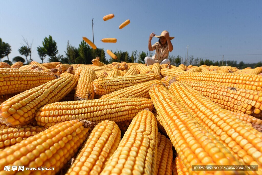 金黄玉米堆前的劳作场景