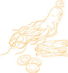 手绘人参与药材