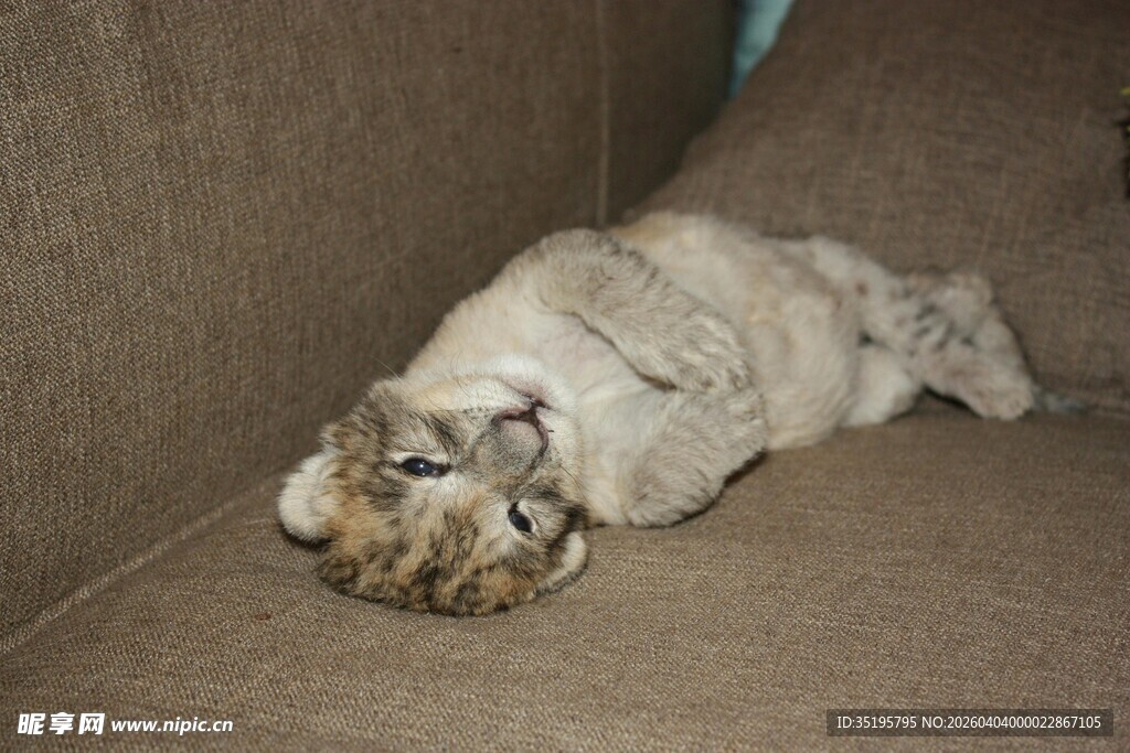 沙发上酣睡的可爱猫咪