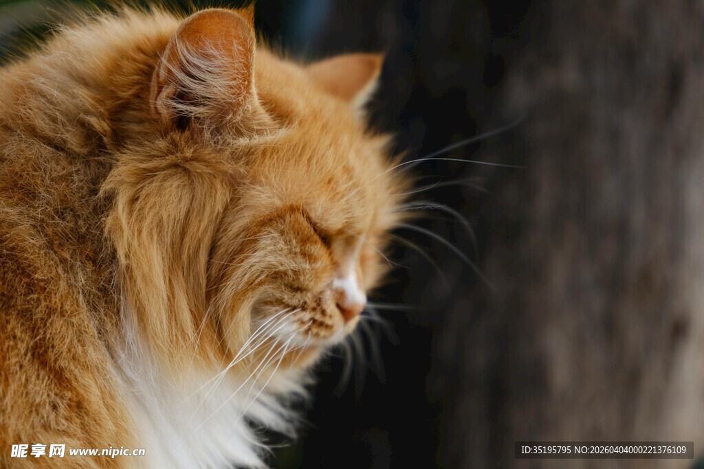 橘色长毛猫的惬意瞬间