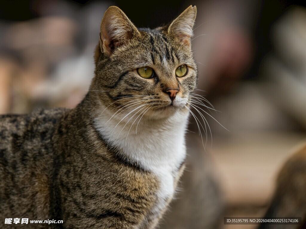 斑纹猫咪侧头凝视瞬间