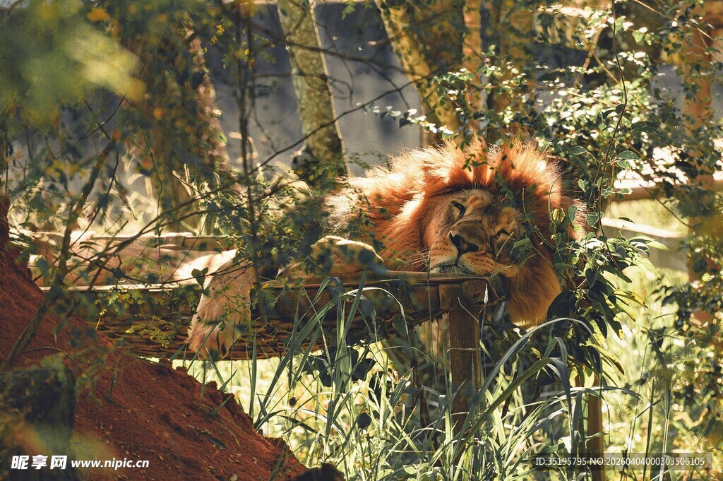 林间栖息的红毛猩猩