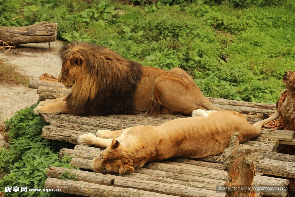 狮群休憩于木堆旁