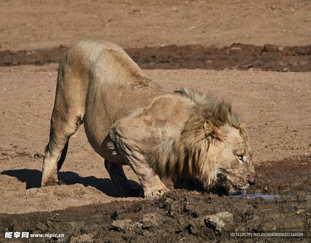雄狮于荒野低头饮水