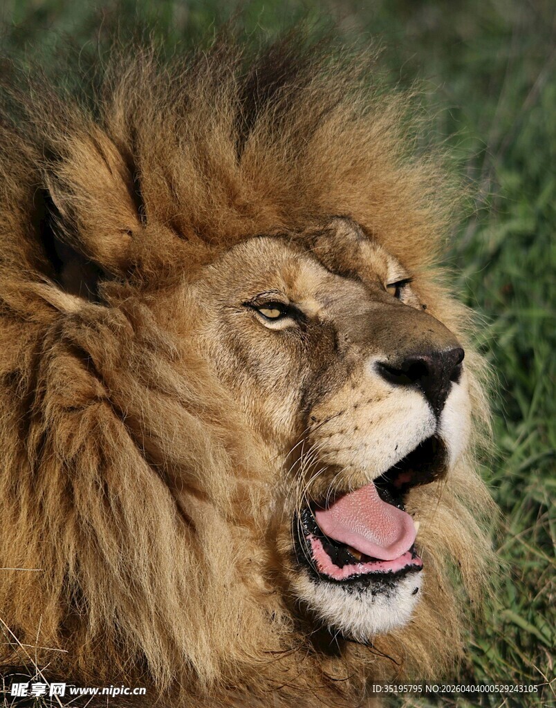 雄狮张嘴打哈欠