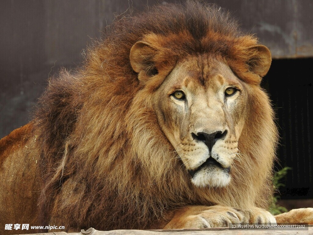 威严雄狮特写