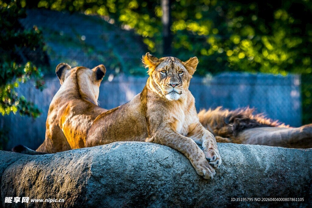 岩石上休憩的两只狮子