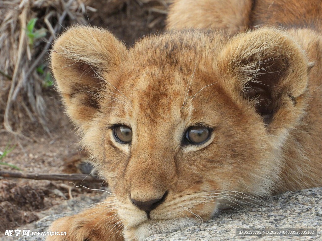 可爱小狮子趴着