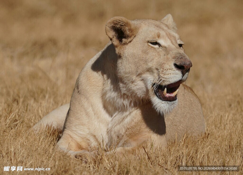 草原上休憩的雄狮