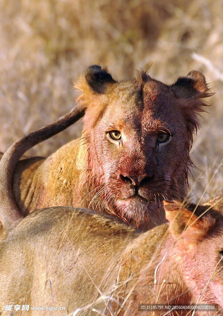 草原上休憩的雄狮