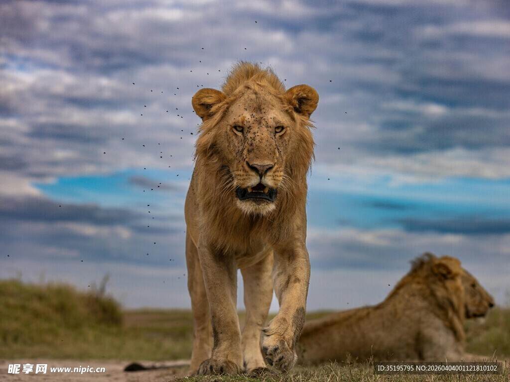 草原上的雄狮与雌狮