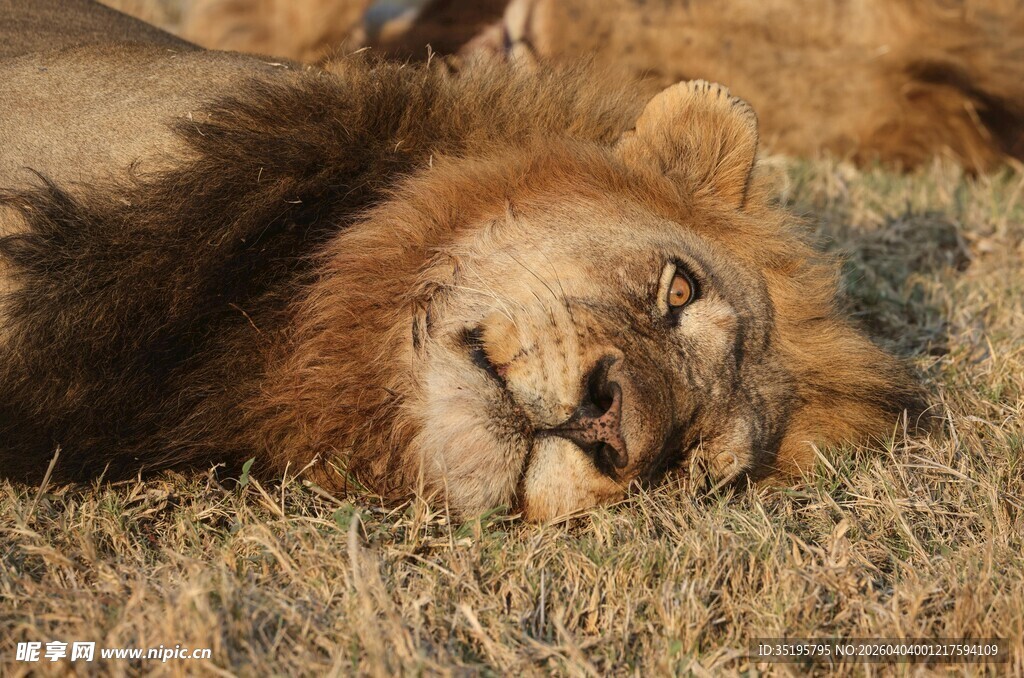 雄狮休憩于枯黄草地